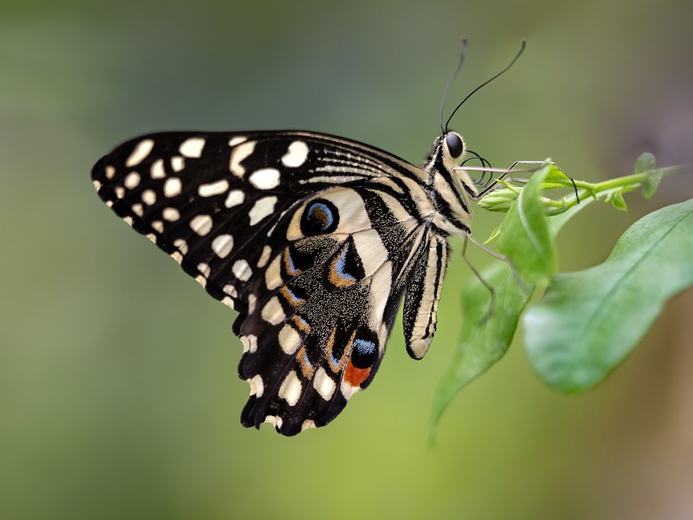 black butterfly perching on leaf