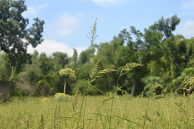 A peaceful green land lot bordered by tall trees under a clear blue sky.