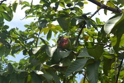 A bunch of green leaves with a partially eaten guava fruit in the center, bathed in sunlight. The foliage is dense, with a few unripe fruits visible in the background.
