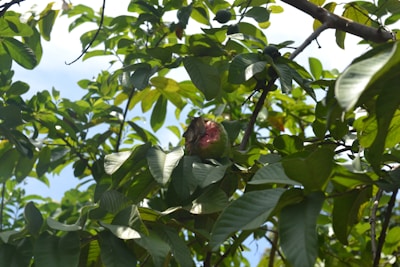 A bunch of green leaves with a partially eaten guava fruit in the center, bathed in sunlight. The foliage is dense, with a few unripe fruits visible in the background.