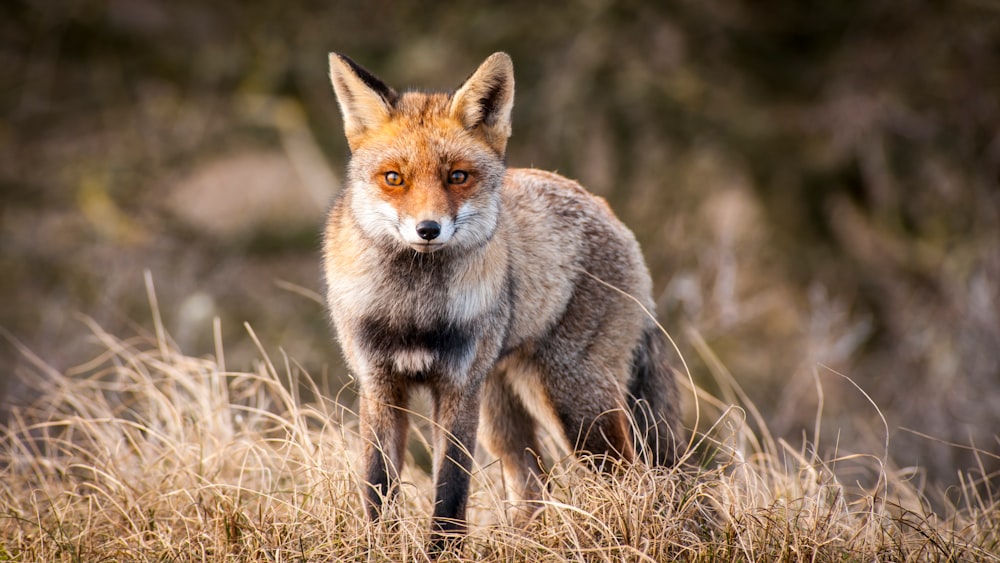 brown fox on brown grass