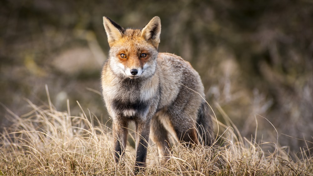 brown fox on brown grass