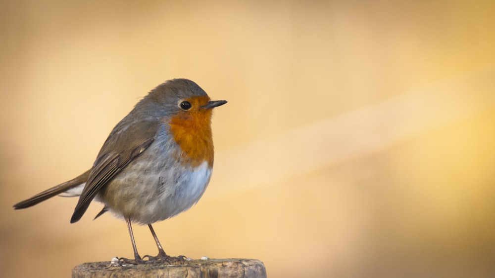 grey bird on brown wooden surface