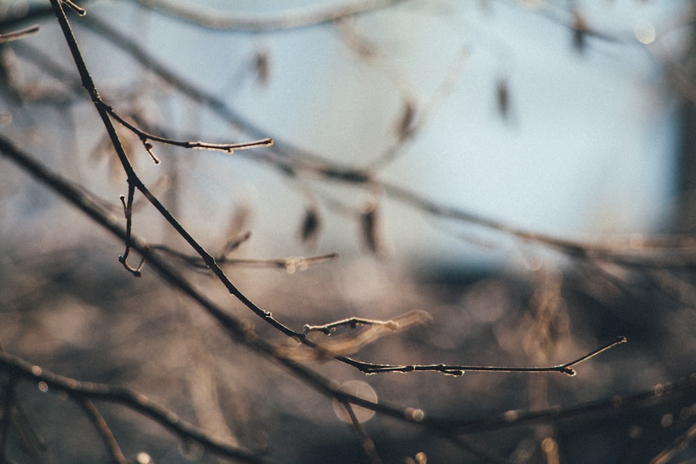 selective focus photography of brown tree branch