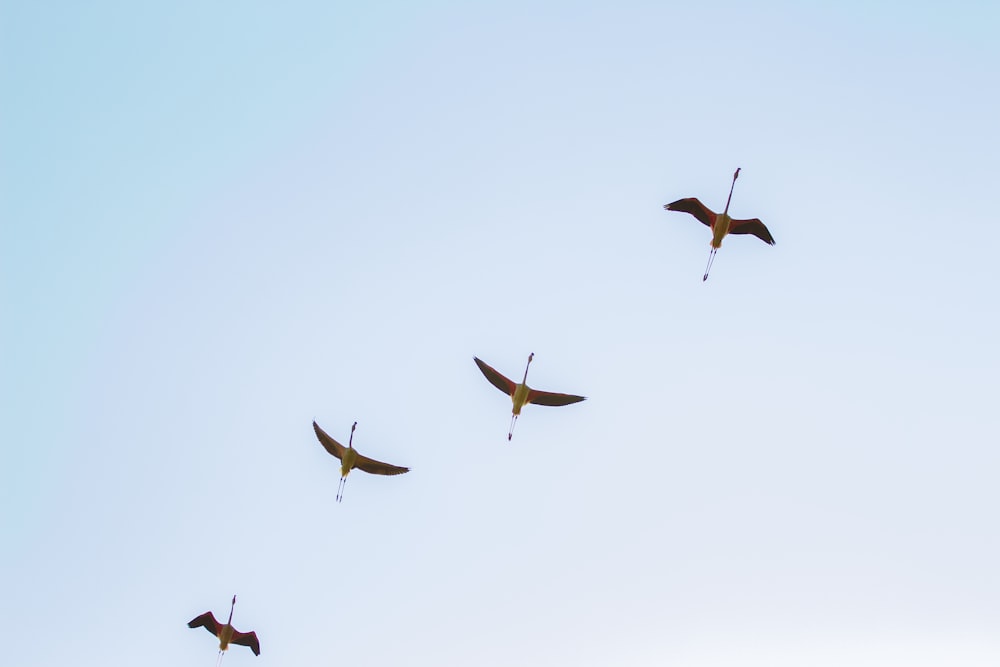 30,000+ Migratory Birds Pictures | Download Free Images on Unsplash