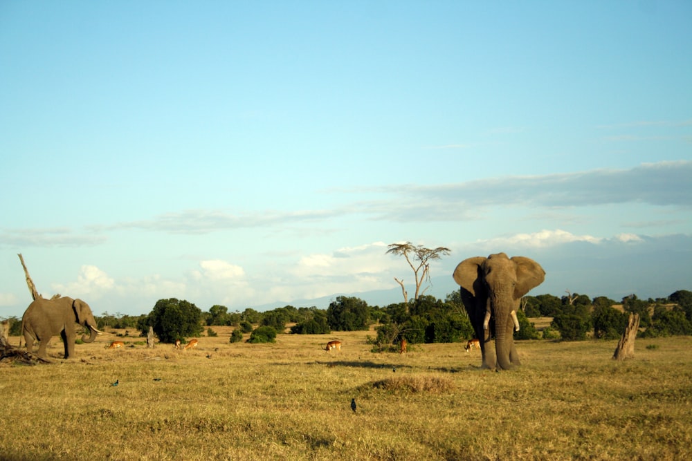 two gray elephants under clear blue sky during daytime