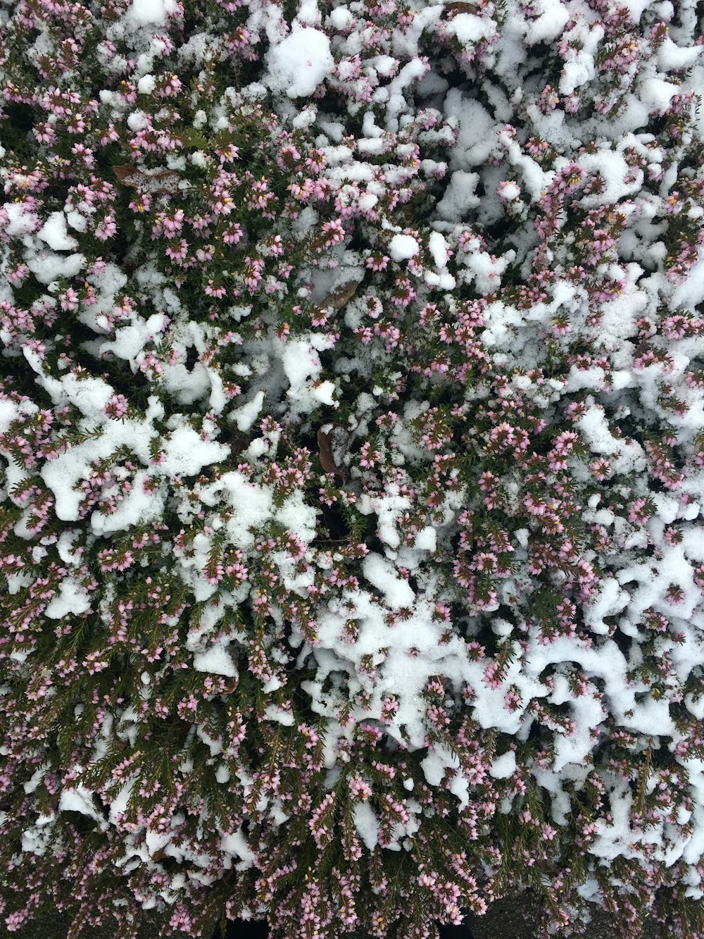 a bush covered in snow and pink flowers