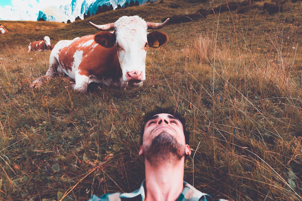 man lying on green grass in front of cattle