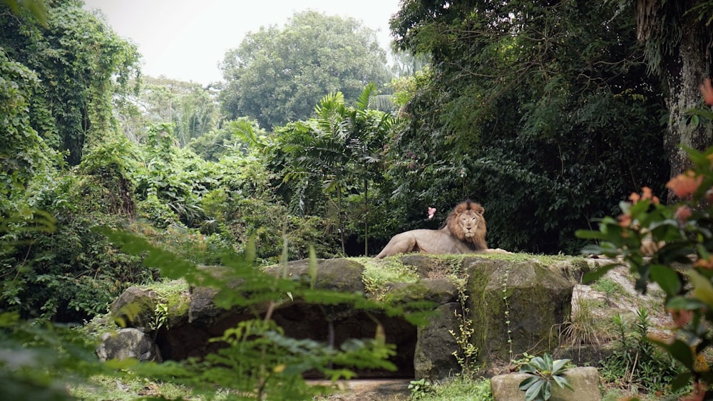 león macho marrón adulto acostado en una plataforma de hormigón cerca de los árboles durante el día