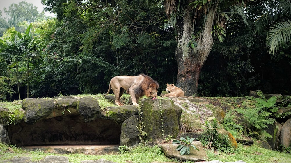 leão marrom ao lado de leoa