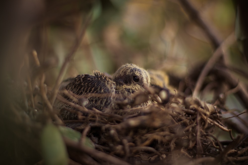 brown bird chick close-up photo