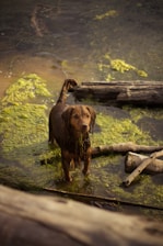 A wet dog stands partially submerged in a pond, surrounded by green algae and floating logs. The dog has a curious, alert expression, and the surrounding environment has a natural, earthy feel.