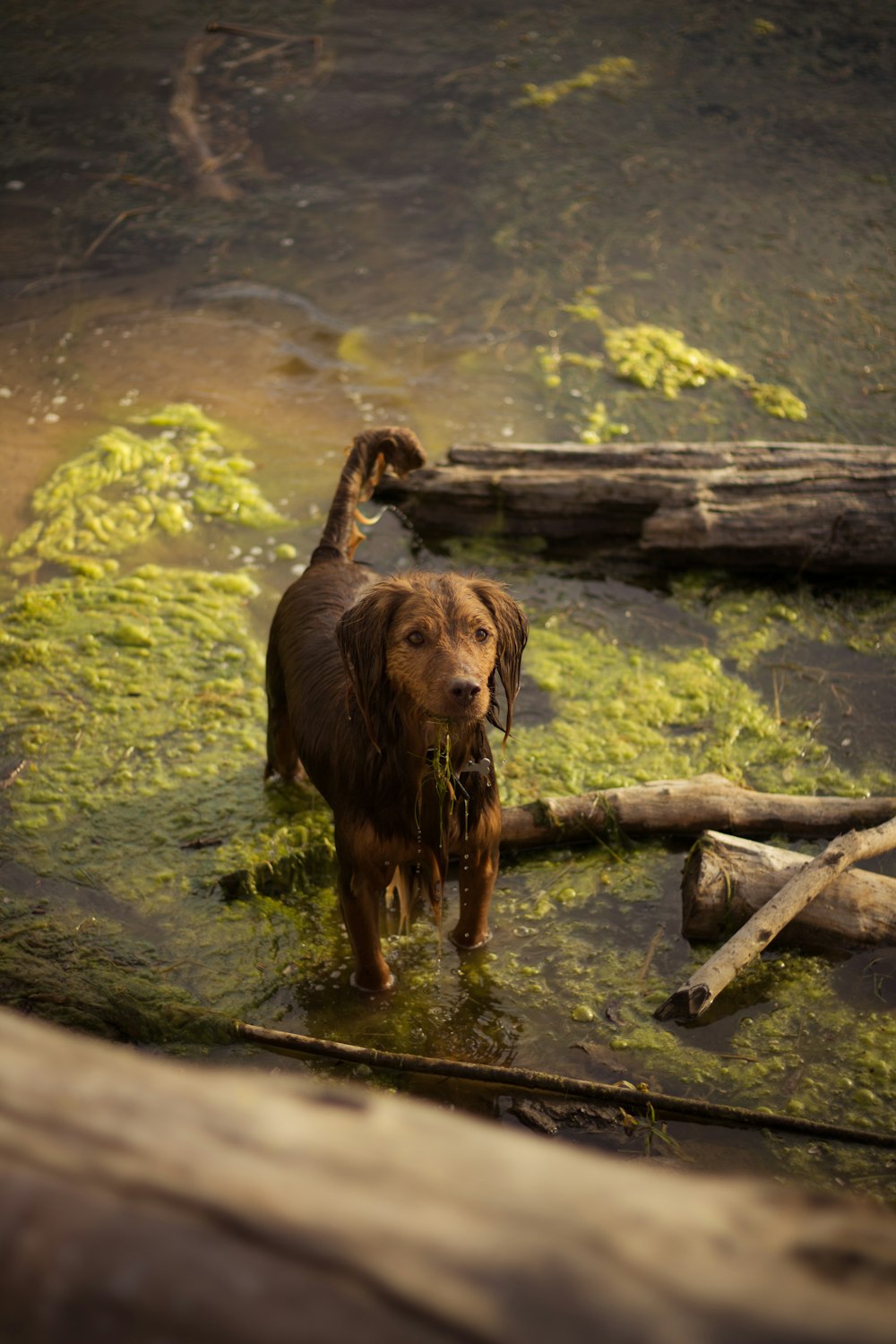 chien brun sur plan d’eau