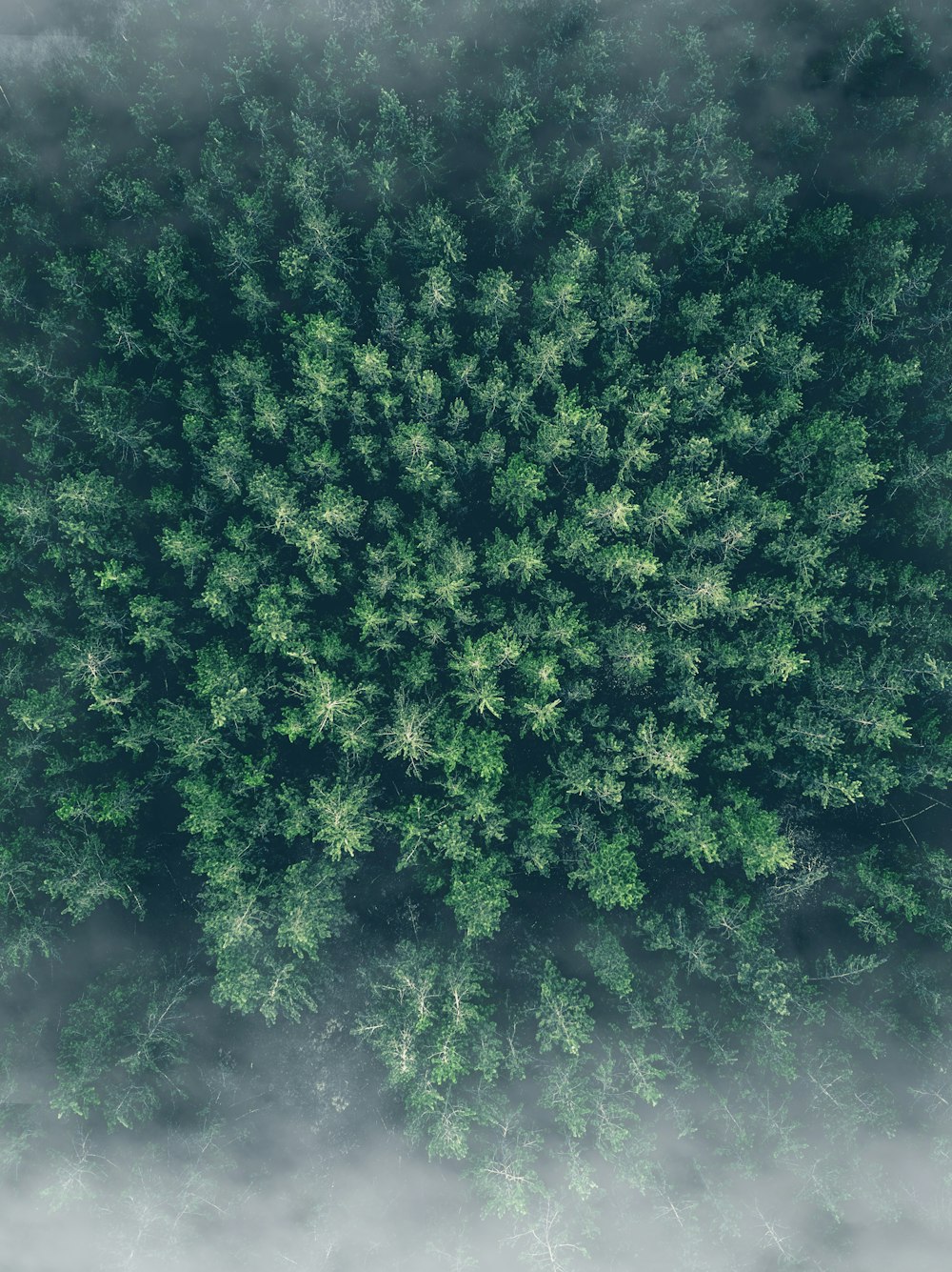 aerial photography of green trees