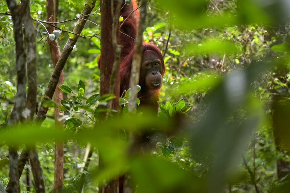 Macaco marrom na árvore durante o dia