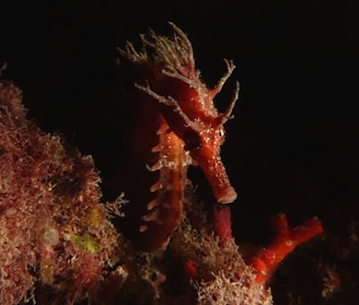 red and white seahorse