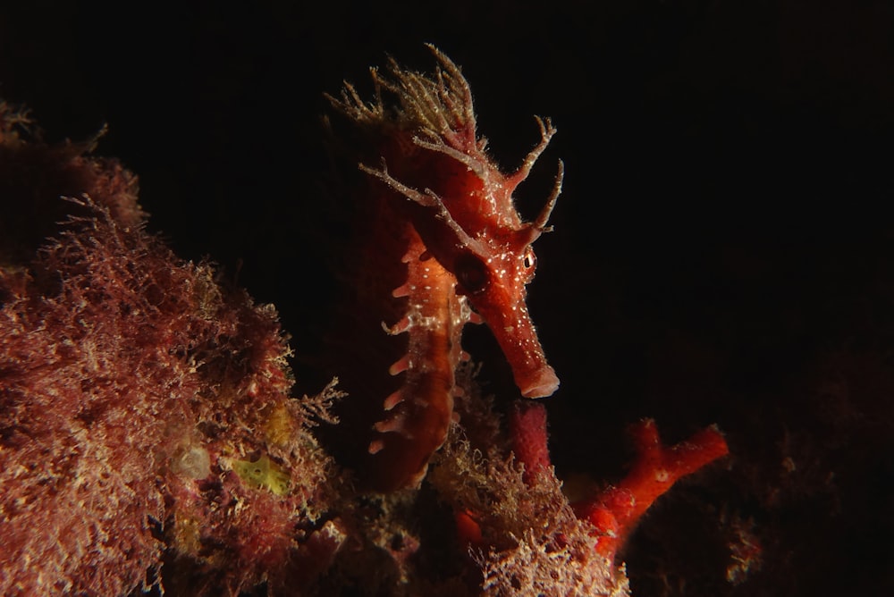 Caballito de mar rojo y blanco