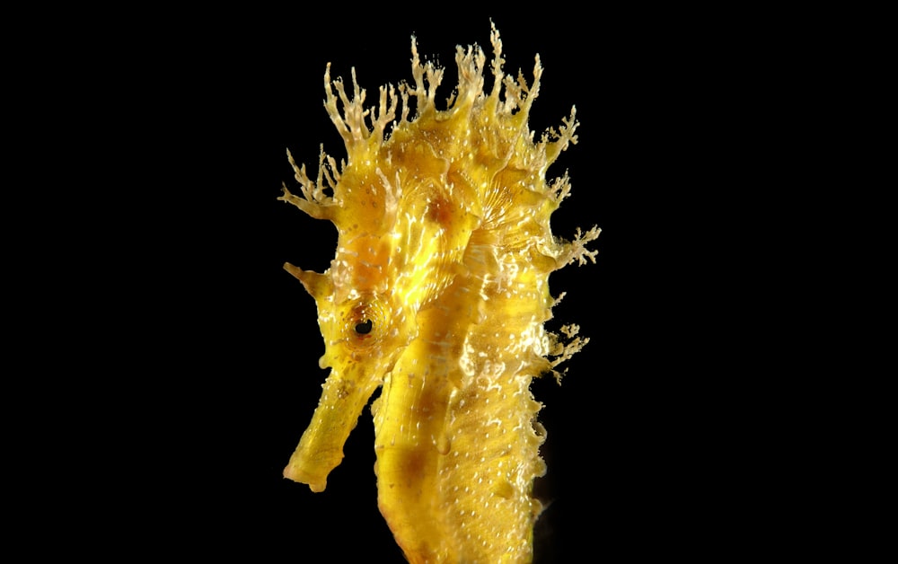 yellow seahorse