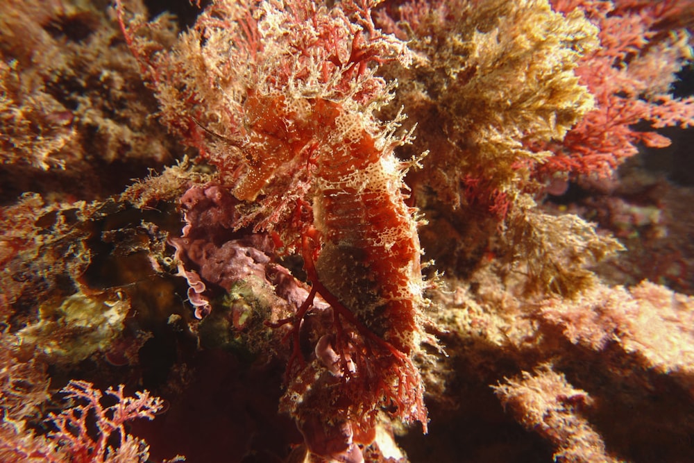 red and green coral close-up photo