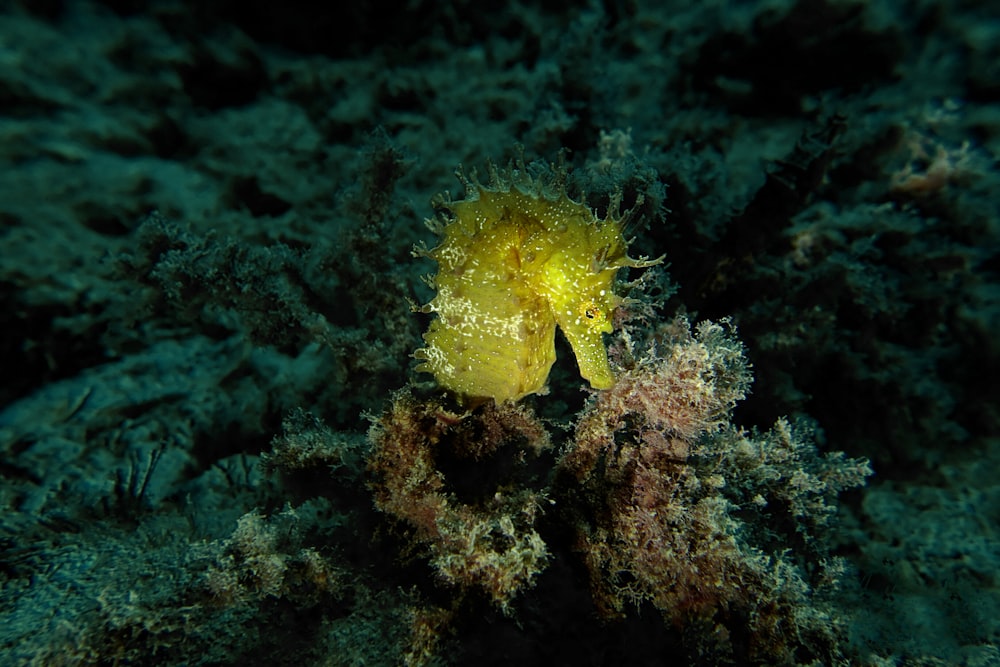 foto ravvicinata di animali marini gialli