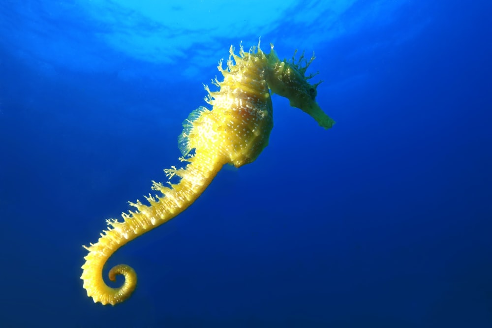 yellow seahorse on water