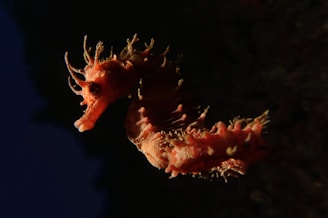 red seahorse