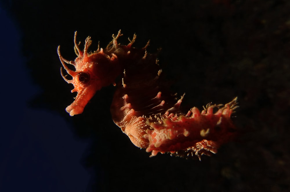 red seahorse