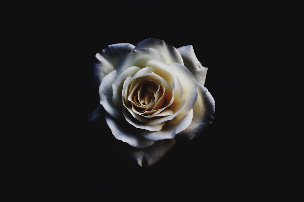 Flowers With Black Background 100 Best Free Black Flower Petal And Dark Photos On Unsplash