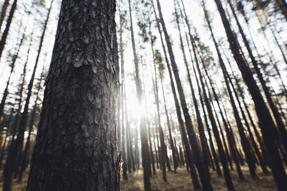 brown tree trunk during daytime