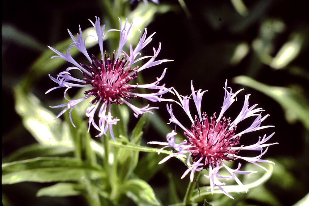 selective focus photography of red and purple flowers