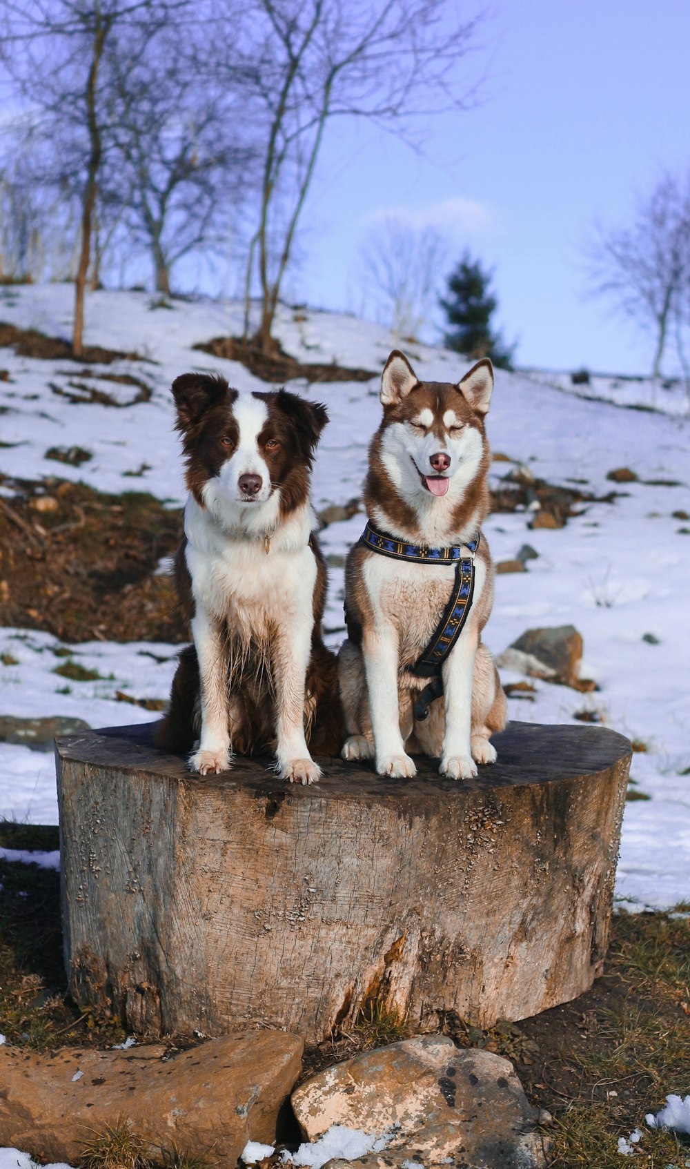 two short-coated dogs sitting on tree log