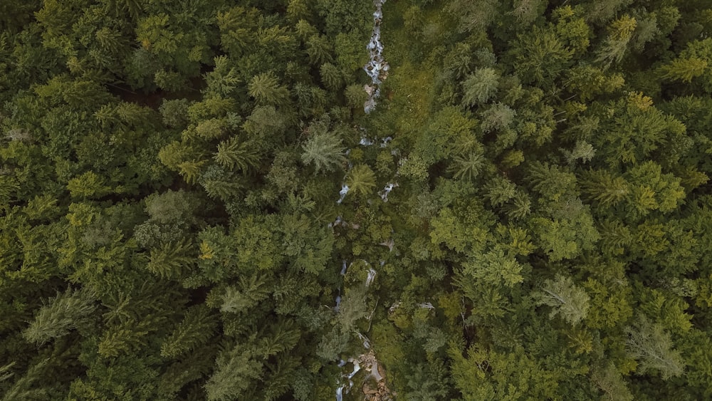 aerial photography of green trees