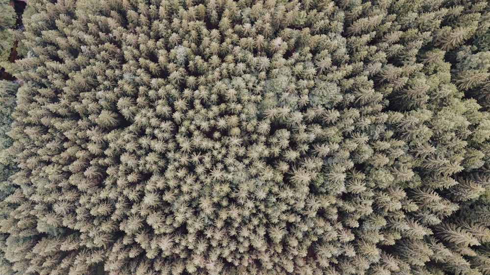 areal photography of green-leaved trees