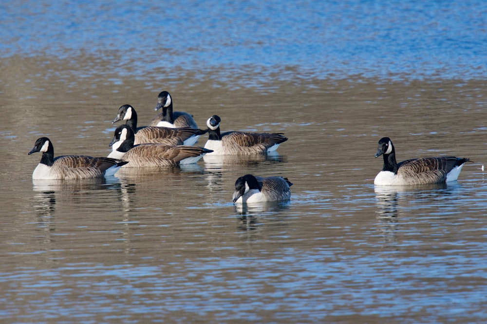 flock of geese on body of water during daytime