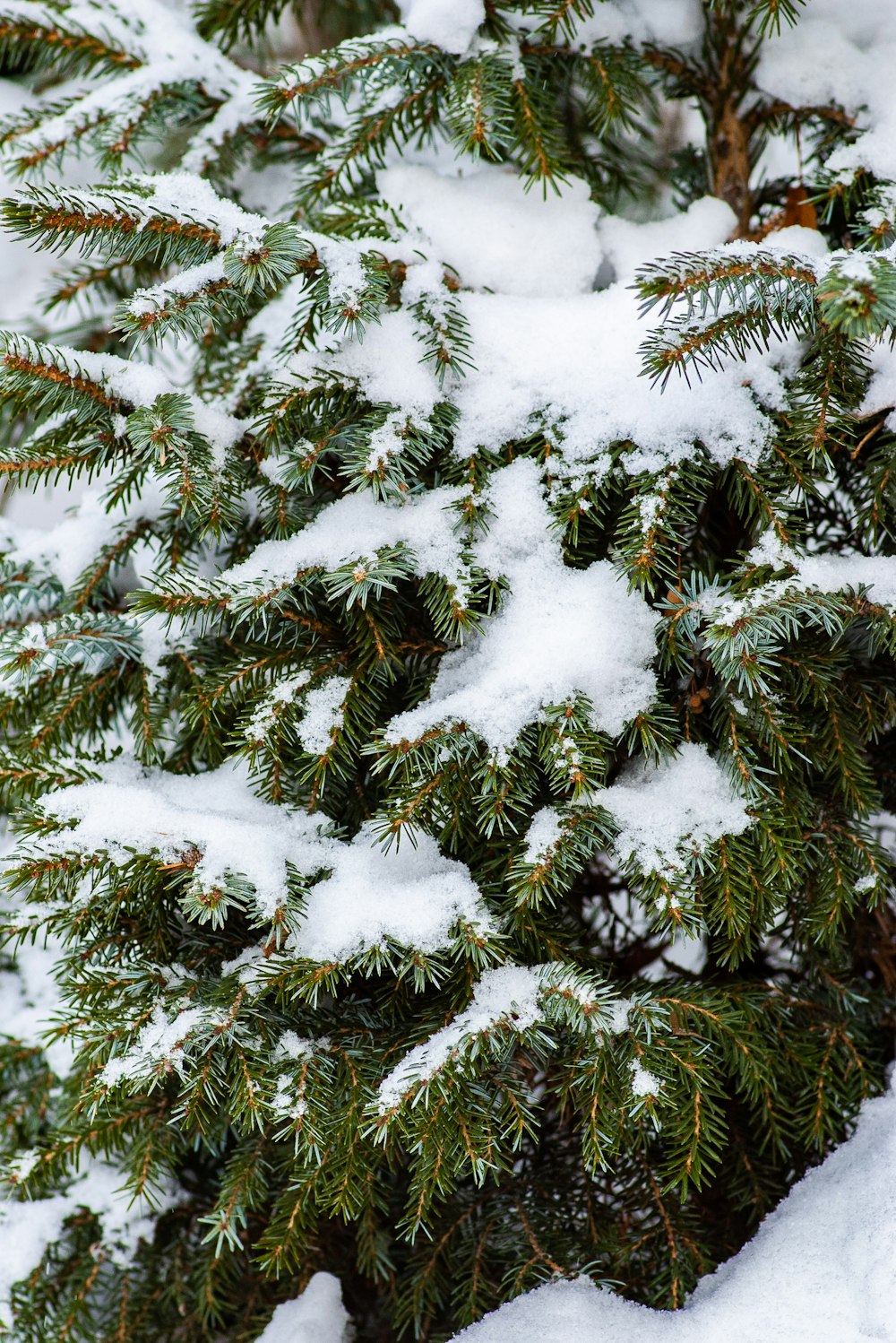 pino verde con neve