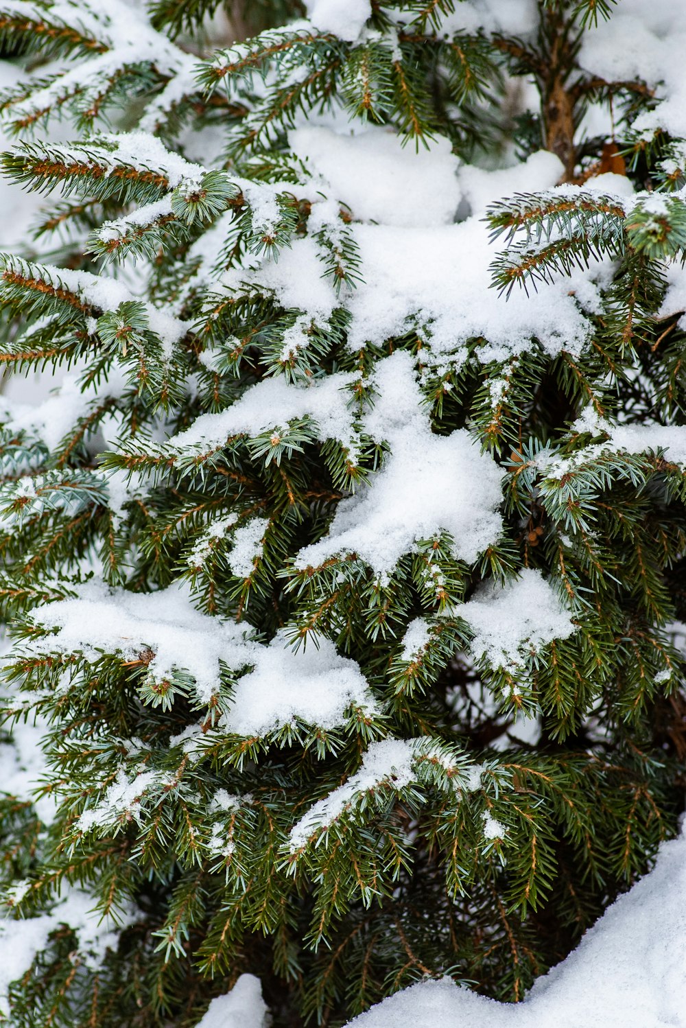 pinheiro verde com neve