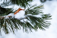 green-leafed tree