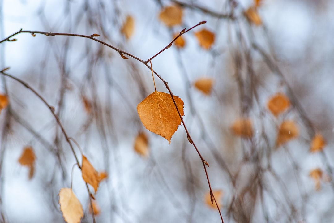 yellow leaf