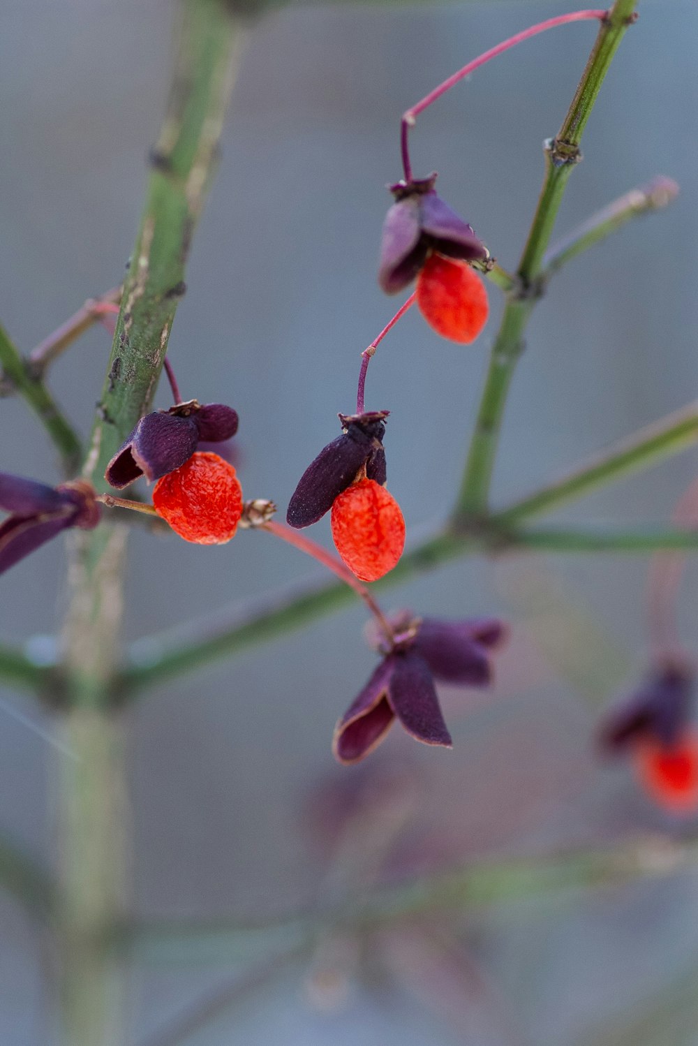 shallow focus photography of red fruits