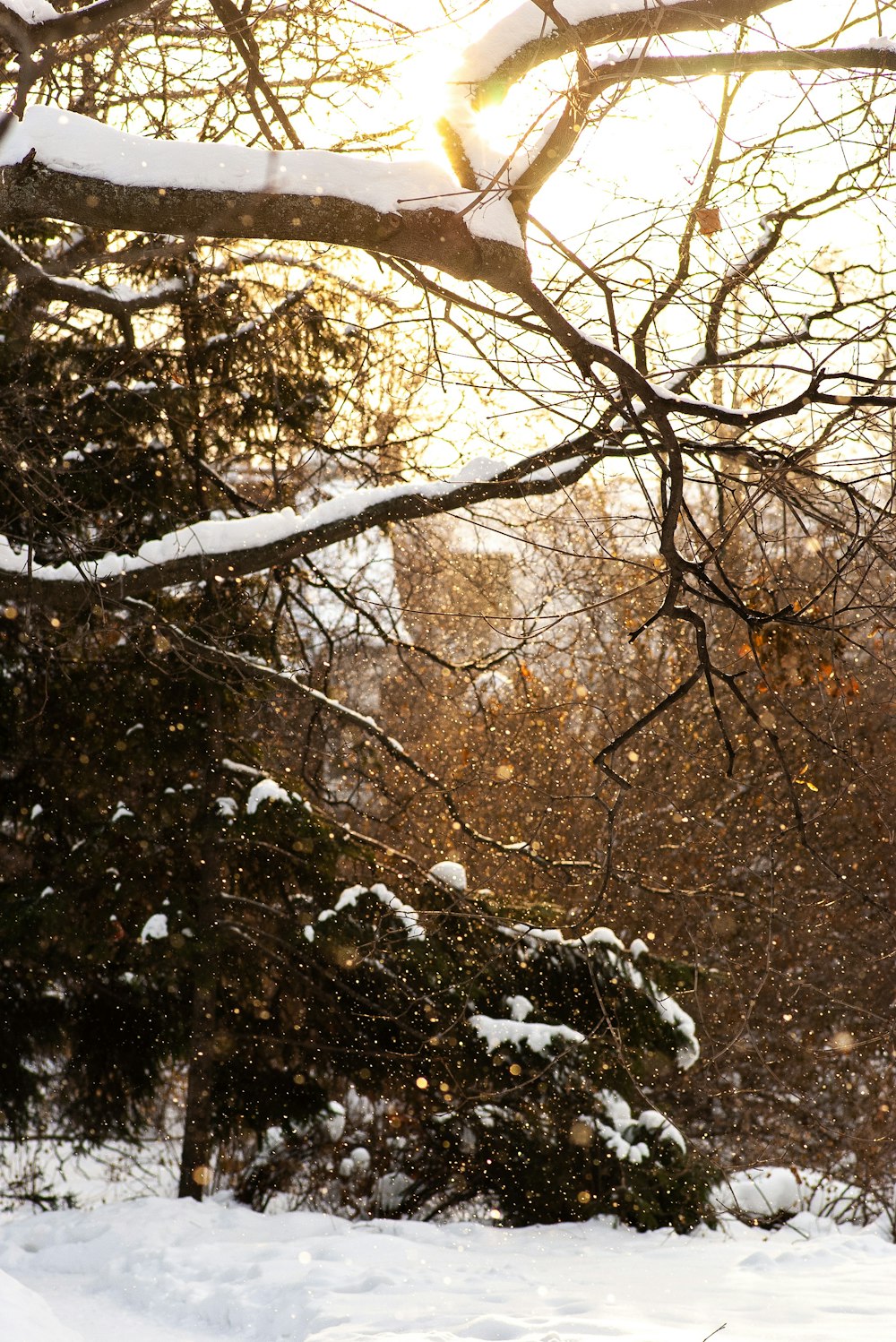 trees with snow during daytime