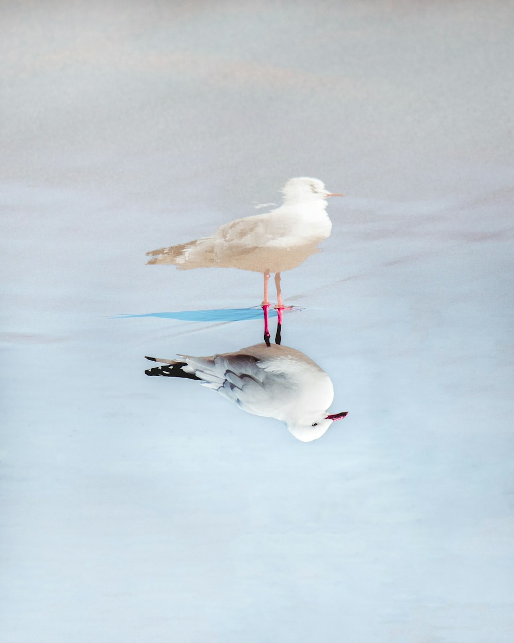 white bird painting