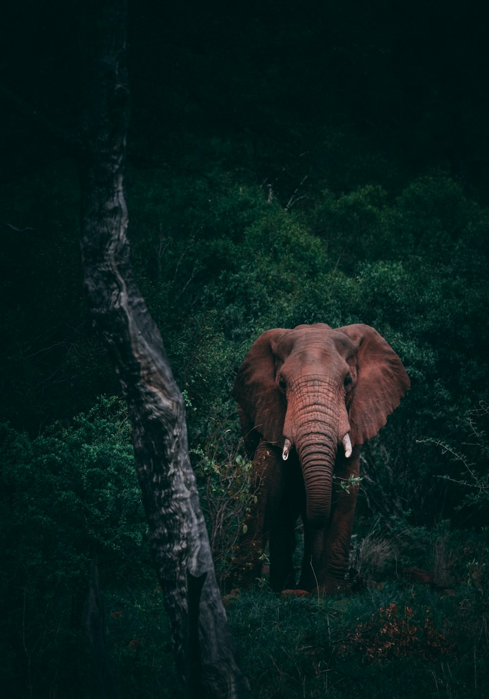 brown elephant beside green trees