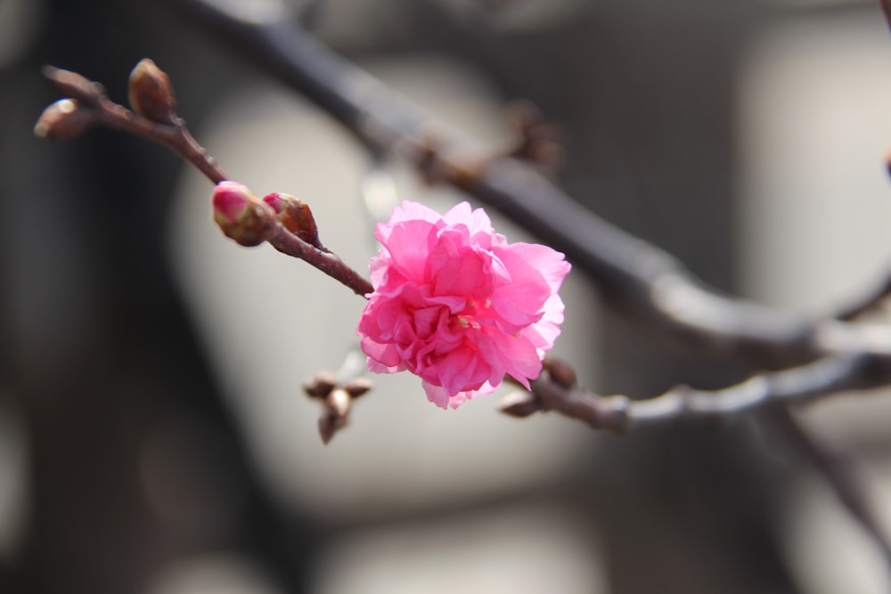 pink petaled flower selective focus photo