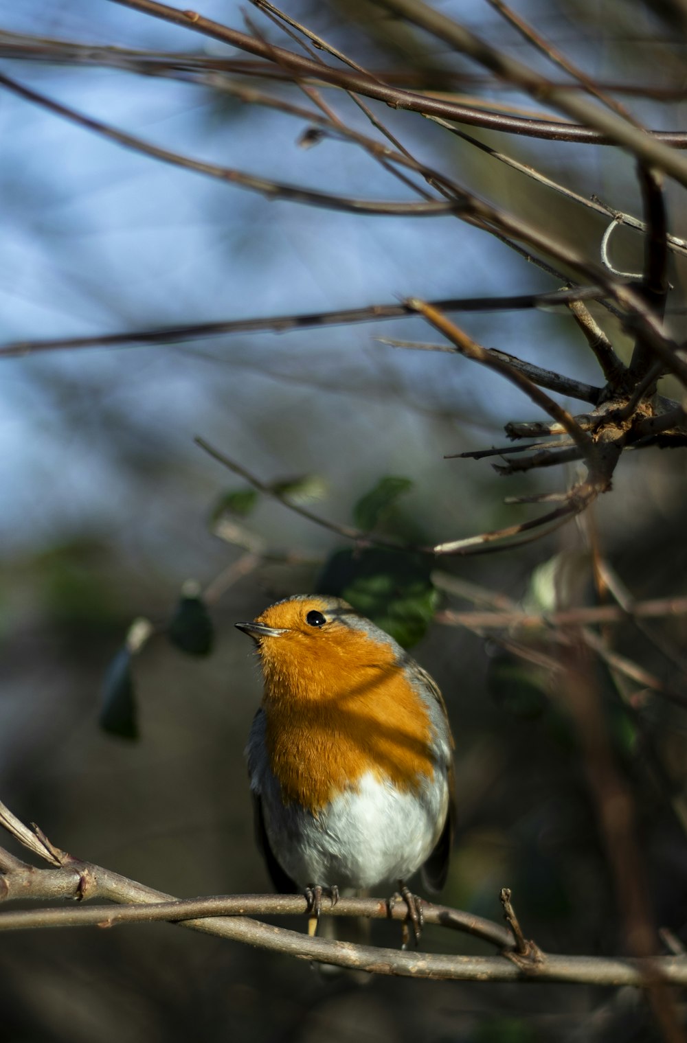 yellow bird on tree branch