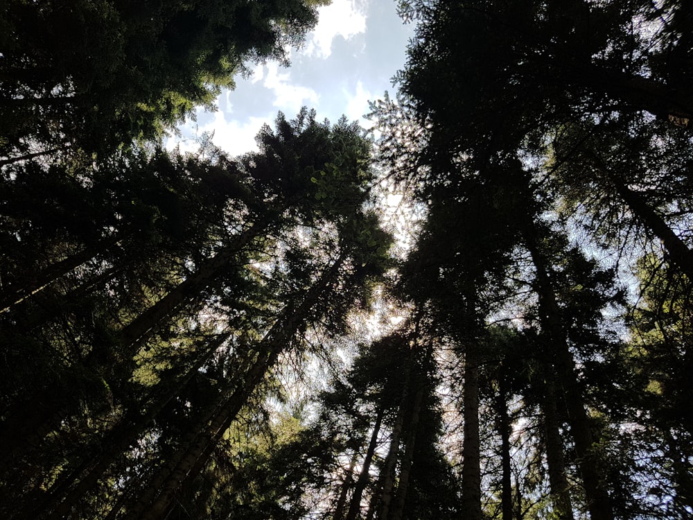 low angle photography of trees