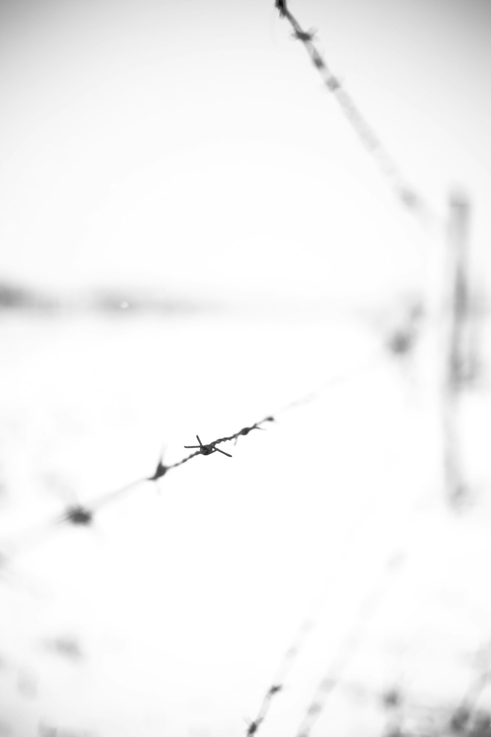selective focus photography of barbwire