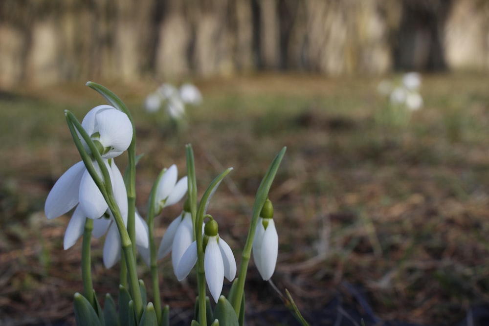 white petaled flower