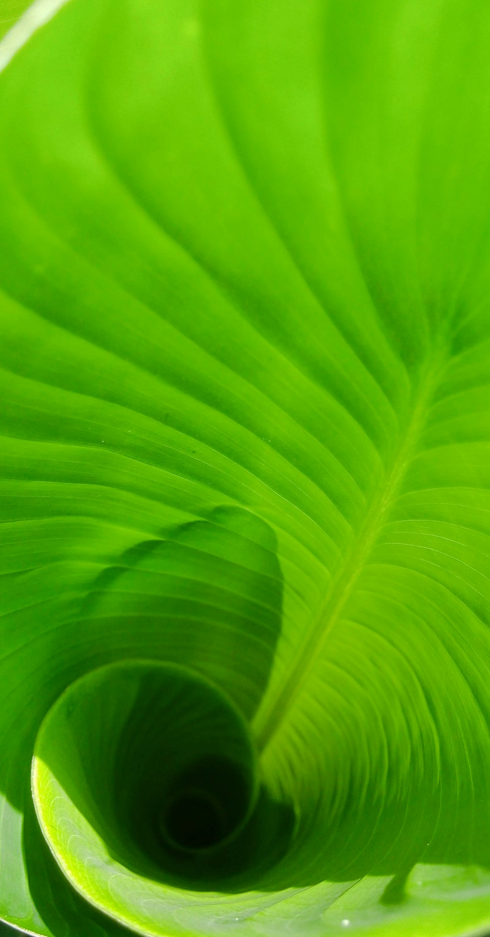 a close up of a large green leaf