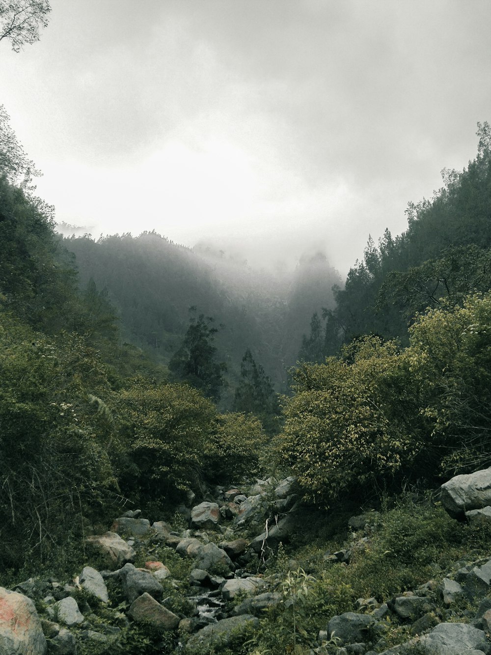 rocks surrounded by trees