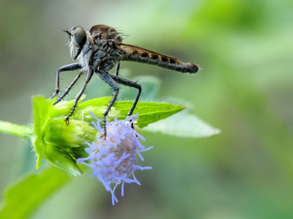 close-up photography of gray dragonfly